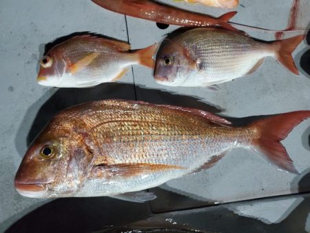 ブルーピア 釣果