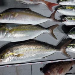 ブルーピア 釣果