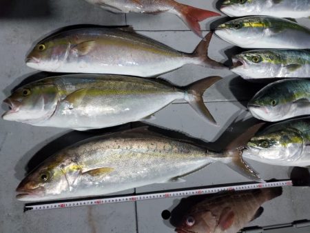 ブルーピア 釣果