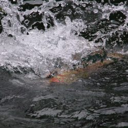 小菅トラウトガーデン 釣果