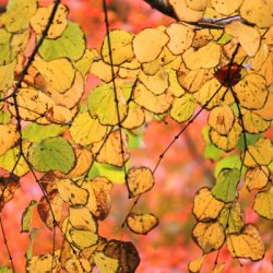 小菅トラウトガーデン 釣果