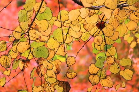 小菅トラウトガーデン 釣果