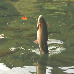 小菅トラウトガーデン 釣果