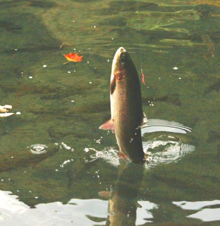 小菅トラウトガーデン 釣果