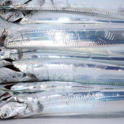 松本釣船２ 釣果