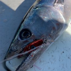 マタウマリンサービス 釣果