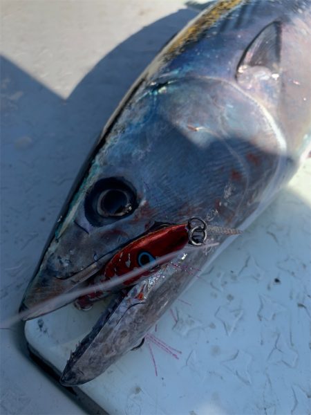 マタウマリンサービス 釣果