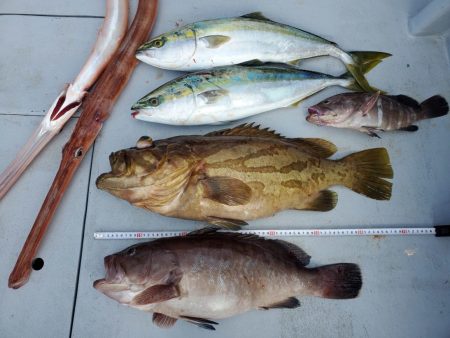 ブルーピア 釣果