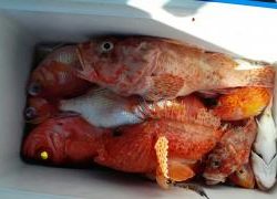 長栄丸(静岡) 釣果