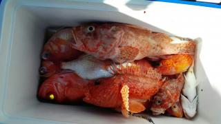 長栄丸(静岡) 釣果