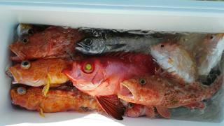 長栄丸(静岡) 釣果