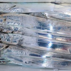 松本釣船２ 釣果