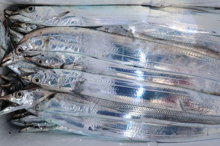 松本釣船２ 釣果