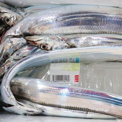 松本釣船２ 釣果