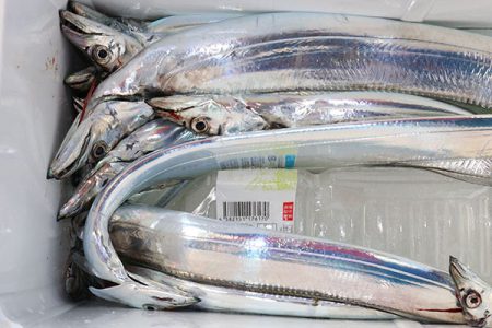 松本釣船２ 釣果