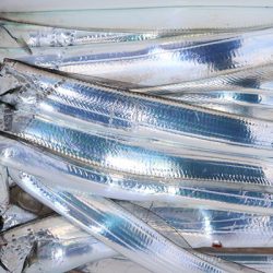 松本釣船２ 釣果