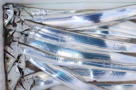 松本釣船２ 釣果