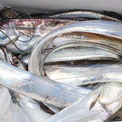 松本釣船２ 釣果