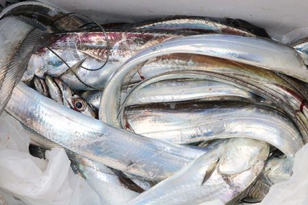 松本釣船２ 釣果