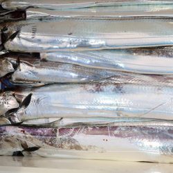 松本釣船２ 釣果