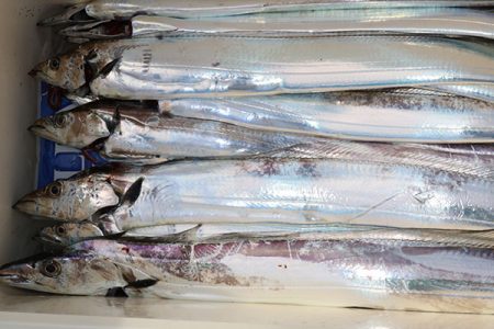 松本釣船２ 釣果