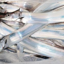 松本釣船２ 釣果