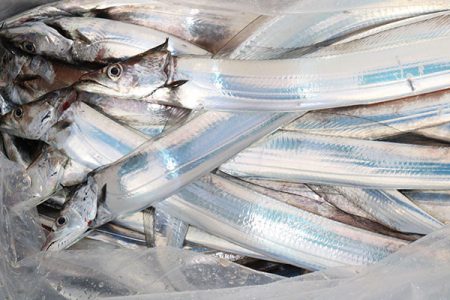 松本釣船２ 釣果