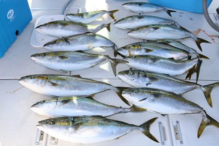 松本釣船２ 釣果