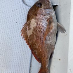 海龍丸（福岡） 釣果