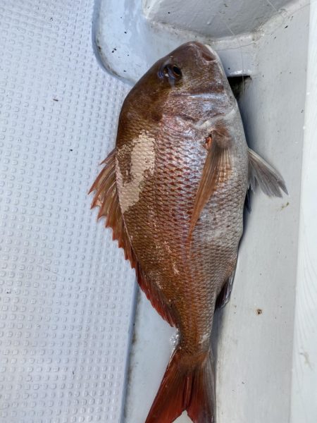 海龍丸（福岡） 釣果