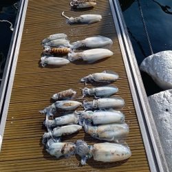 フィッシングボートACE(エース) 釣果