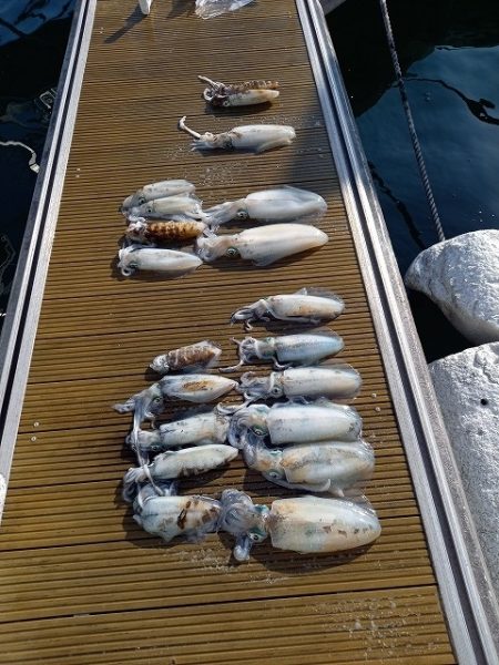 フィッシングボートACE(エース) 釣果