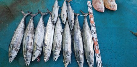 アジアマリンサービス 釣果