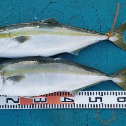 アジアマリンサービス 釣果