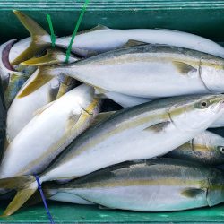 アジアマリンサービス 釣果