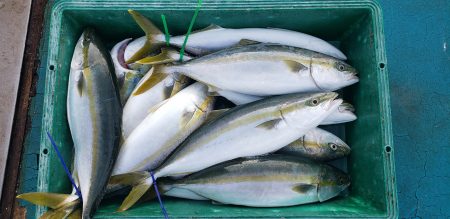 アジアマリンサービス 釣果