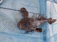 遊漁船 幸友丸 釣果