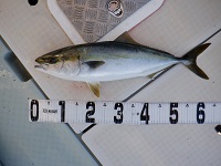 遊漁船 幸友丸 釣果