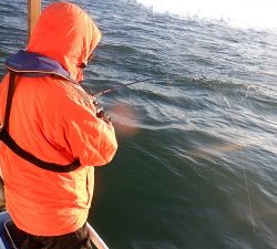 遊漁船 幸友丸 釣果