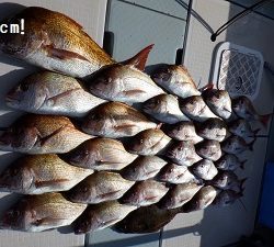 遊漁船 幸友丸 釣果