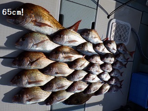 遊漁船 幸友丸 釣果