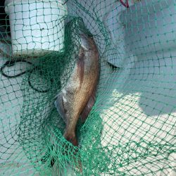 海龍丸(福岡) 釣果