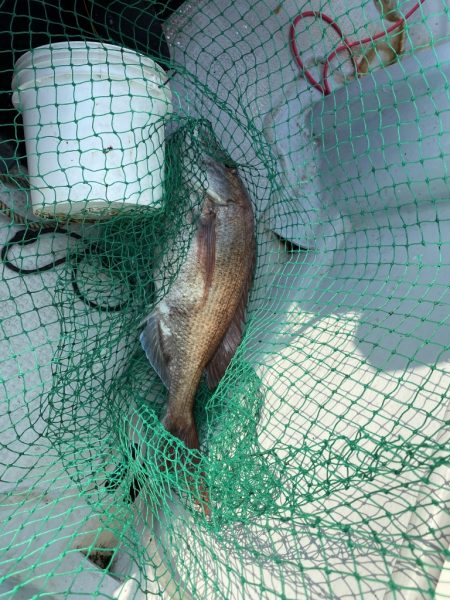 海龍丸(福岡) 釣果