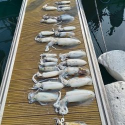 フィッシングボートACE（エース） 釣果