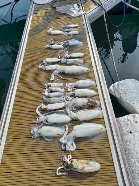 フィッシングボートACE（エース） 釣果