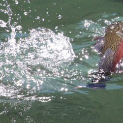 小菅トラウトガーデン 釣果