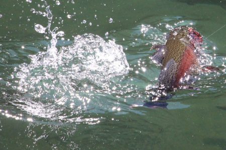 小菅トラウトガーデン 釣果