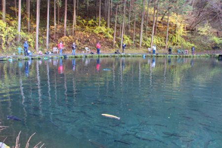 小菅トラウトガーデン 釣果