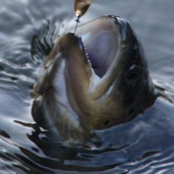 小菅トラウトガーデン 釣果