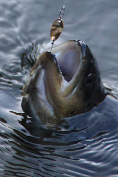小菅トラウトガーデン 釣果